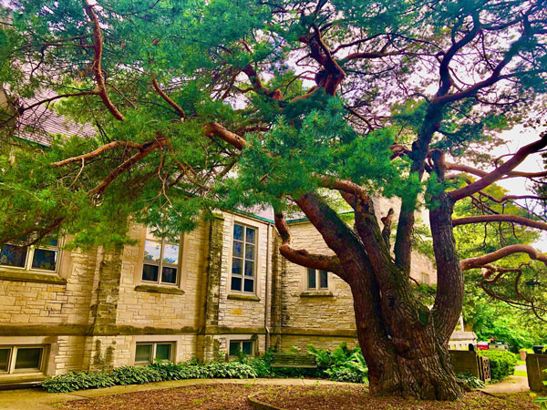 Large tree in the courtyard at Underwood Church